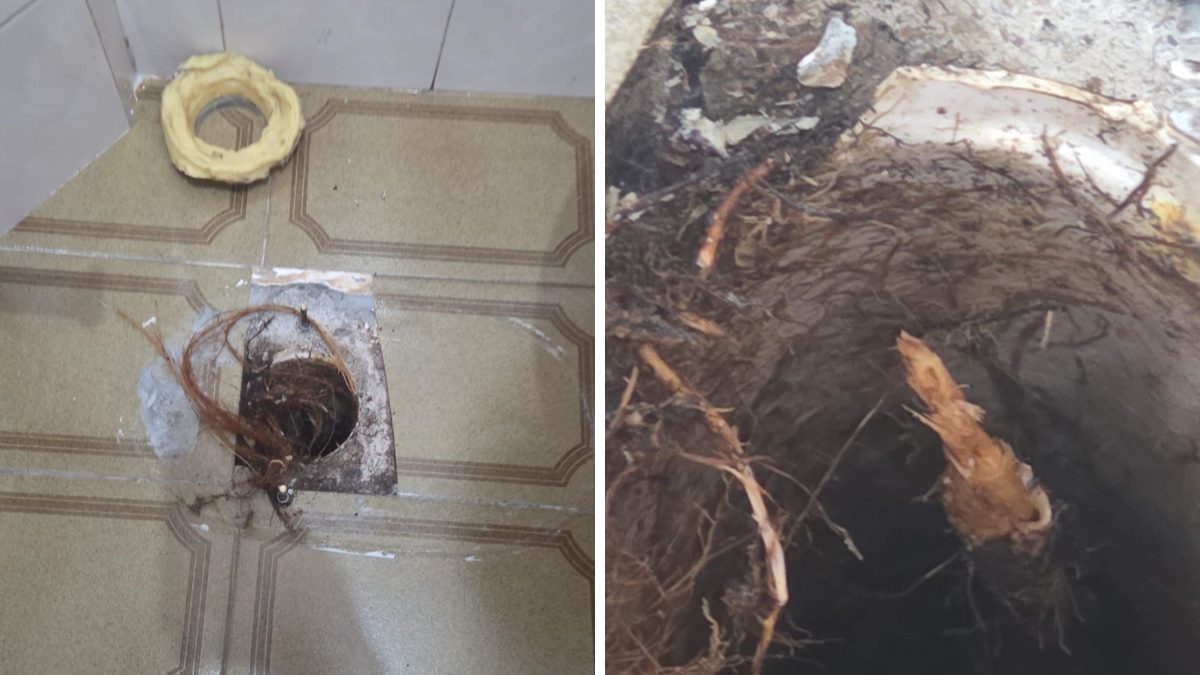 Figueira gigante invade esgoto e ameaça estrutura de prefeitura em SC