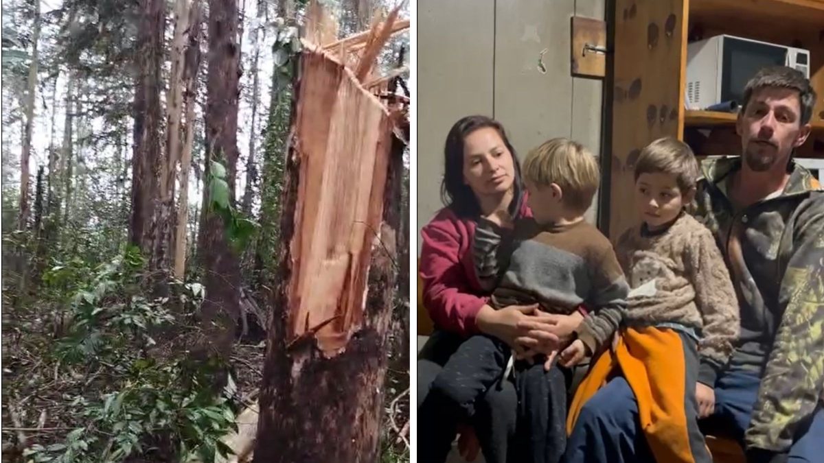 ‘Parecia que não ia sobrar nada’: vendaval destrói telhados, estufas e árvores em cidade de SC