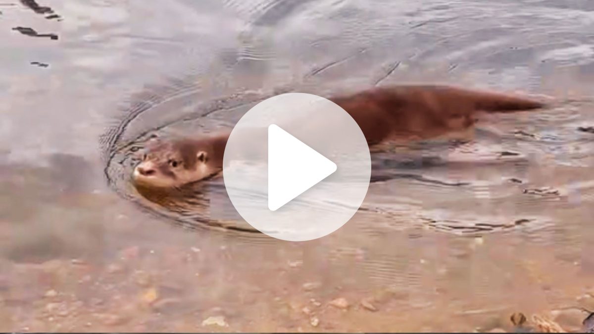 Atacada por cães, lontra sobrevive e é devolvida à natureza em SC; veja o vídeo