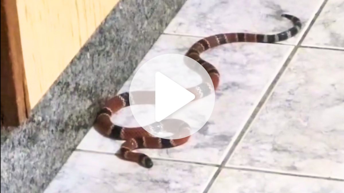 Cobra mais venenosa do Brasil invade cozinha em SC e causa pânico em moradores