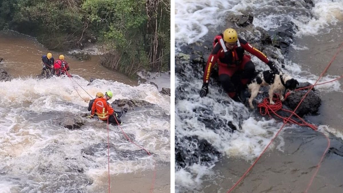 Cachorro fica preso em pedra no meio de cachoeira e mobiliza resgate arriscado de 4 horas em SC