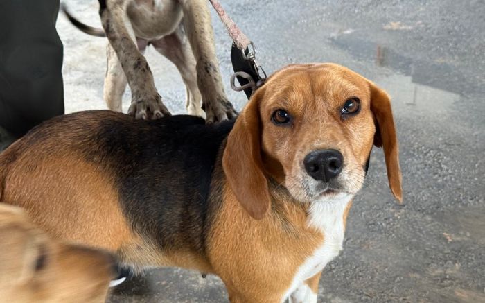 Quase 40% dos tutores não levaram seus pets pra castração no Santa Regina