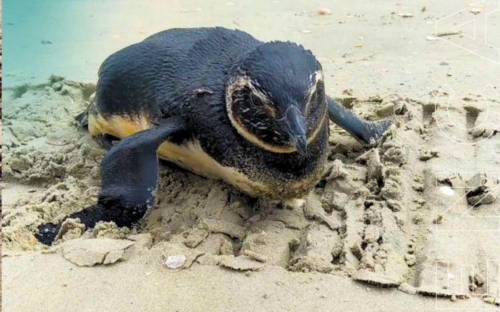 Região tem 547 pinguins mortos entre maio e julho