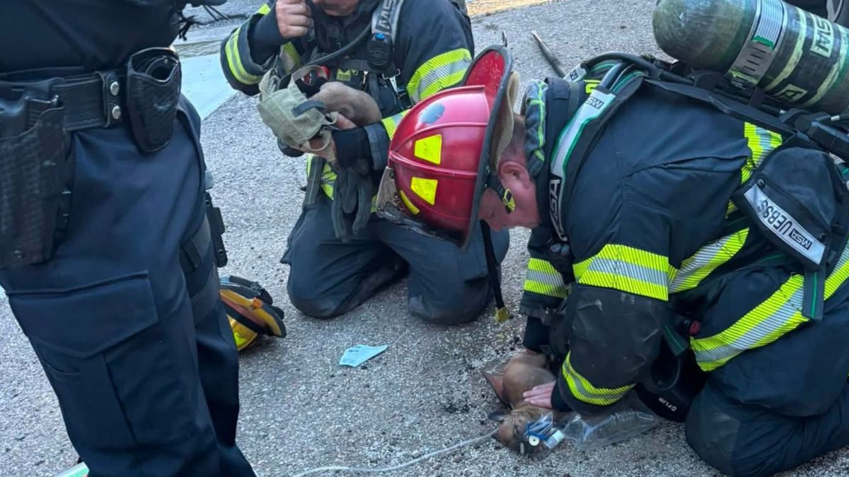 7 filhotes ficam presos em uma casa em chamas e precisam de manobras de ressuscitação após o resgate, mas os bombeiros descobriram que outro animal também estava preso