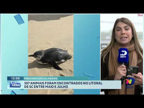 597 animais são encontrados no litoral de SC entre maio e julho