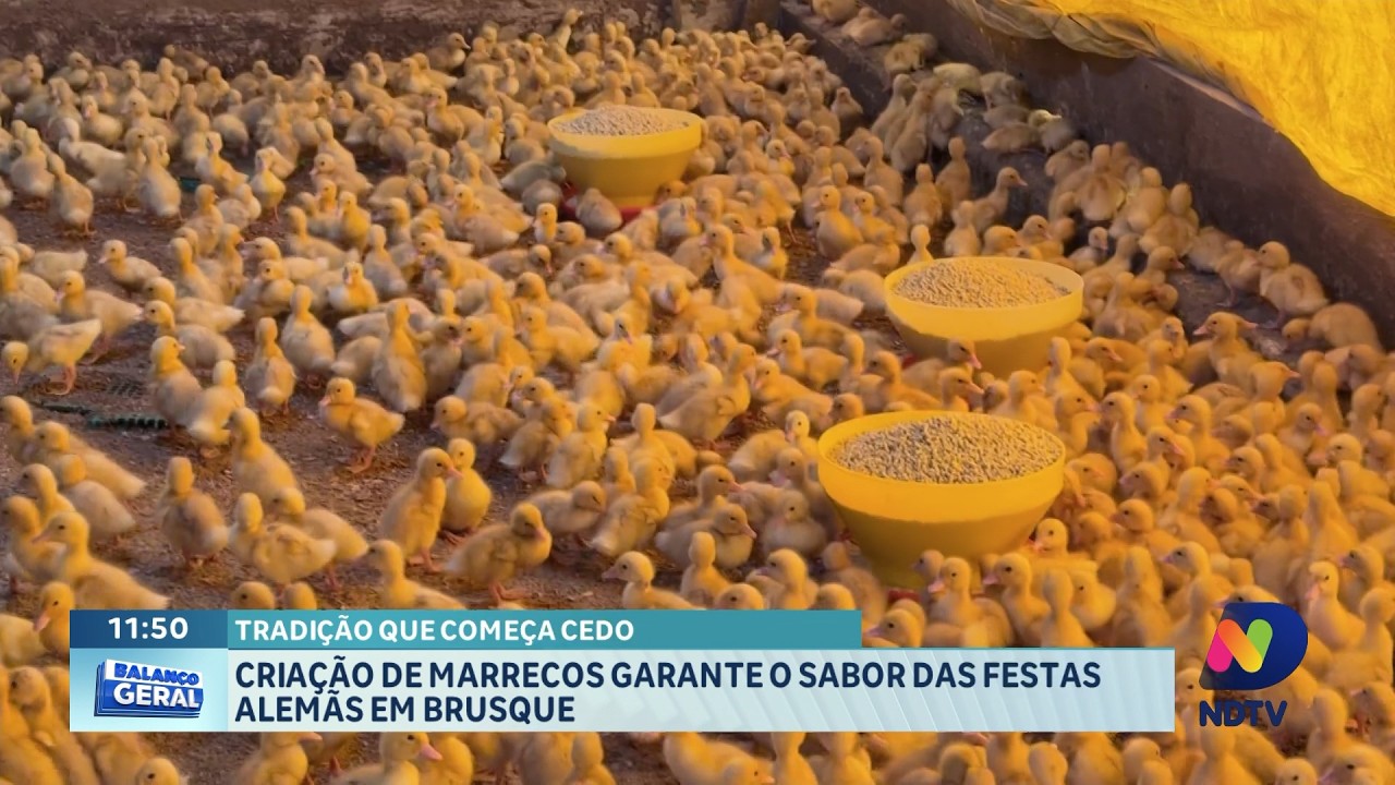 Criação de marrecos mantém tradição das festas alemãs em Brusque