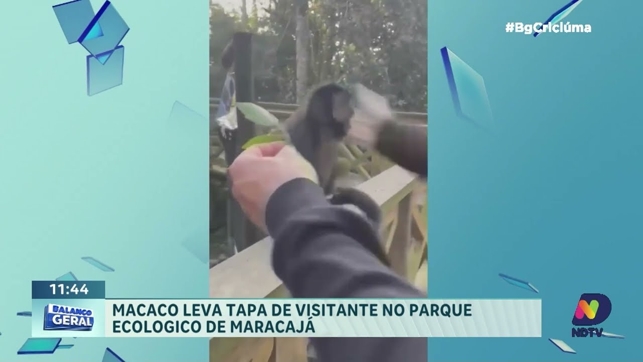 Vídeo mostra agressão a macaco no Parque Ecológico de Maracajá