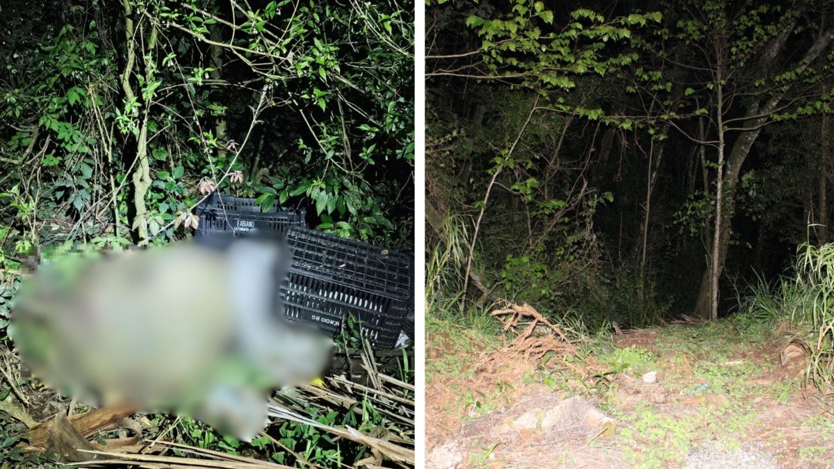 Corpo amordaçado e com sinais de violência é encontrado em mata e três suspeitos são presos em SC