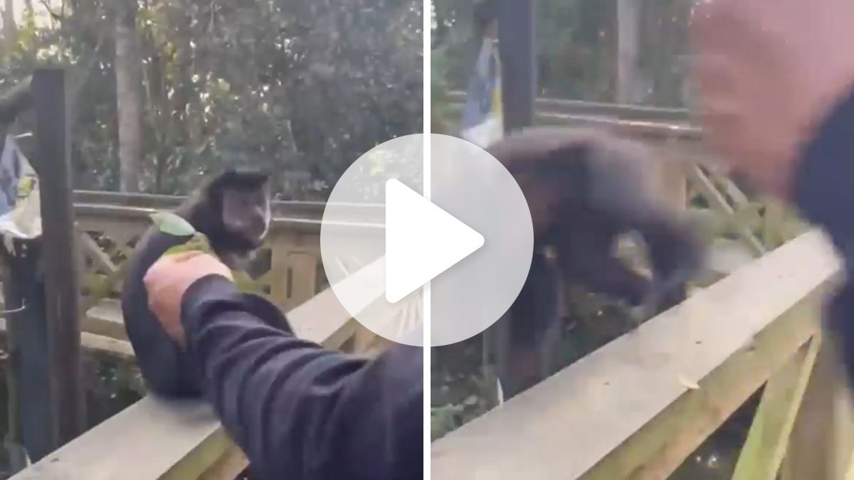 Agressão a macaco em parque ecológico de SC teria ocorrido há cerca de 2 meses; imagens de segurança são analisadas