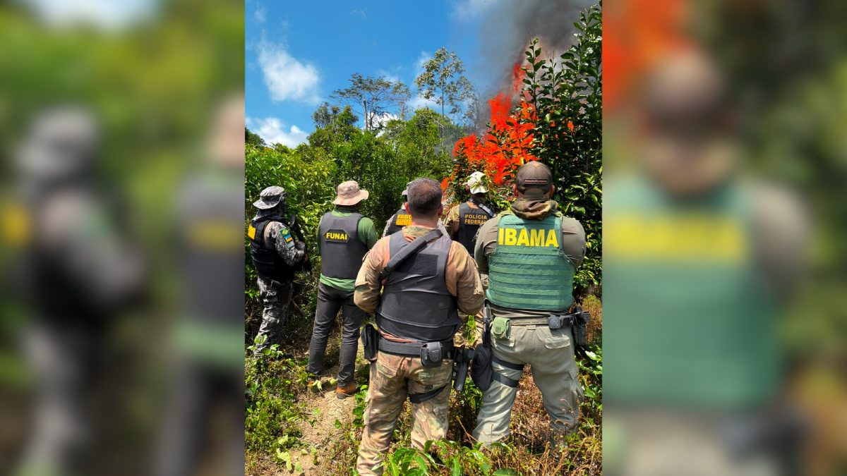 Polícia Federal encontra plantação com 6 mil pés de maconha dentro de terra indígena no Pará