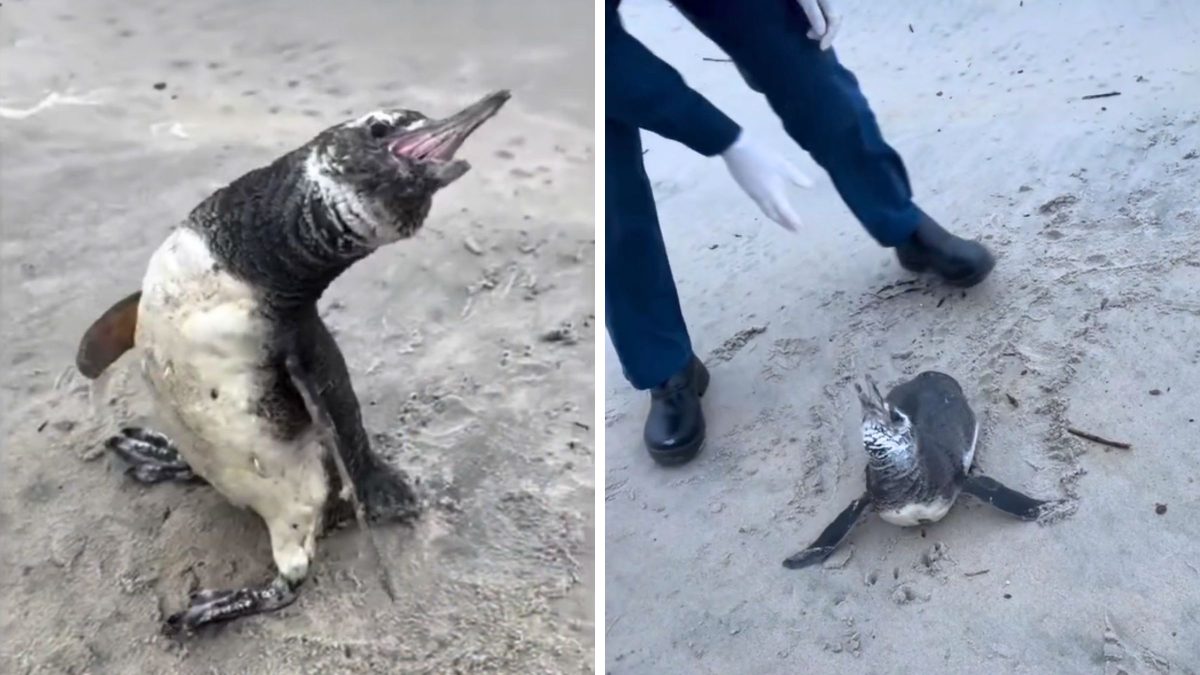 ‘Privilégio de ajudar’: morador encontra pinguim debilitado e ajuda a salvá-lo em praia de cidade mais azul do Brasil