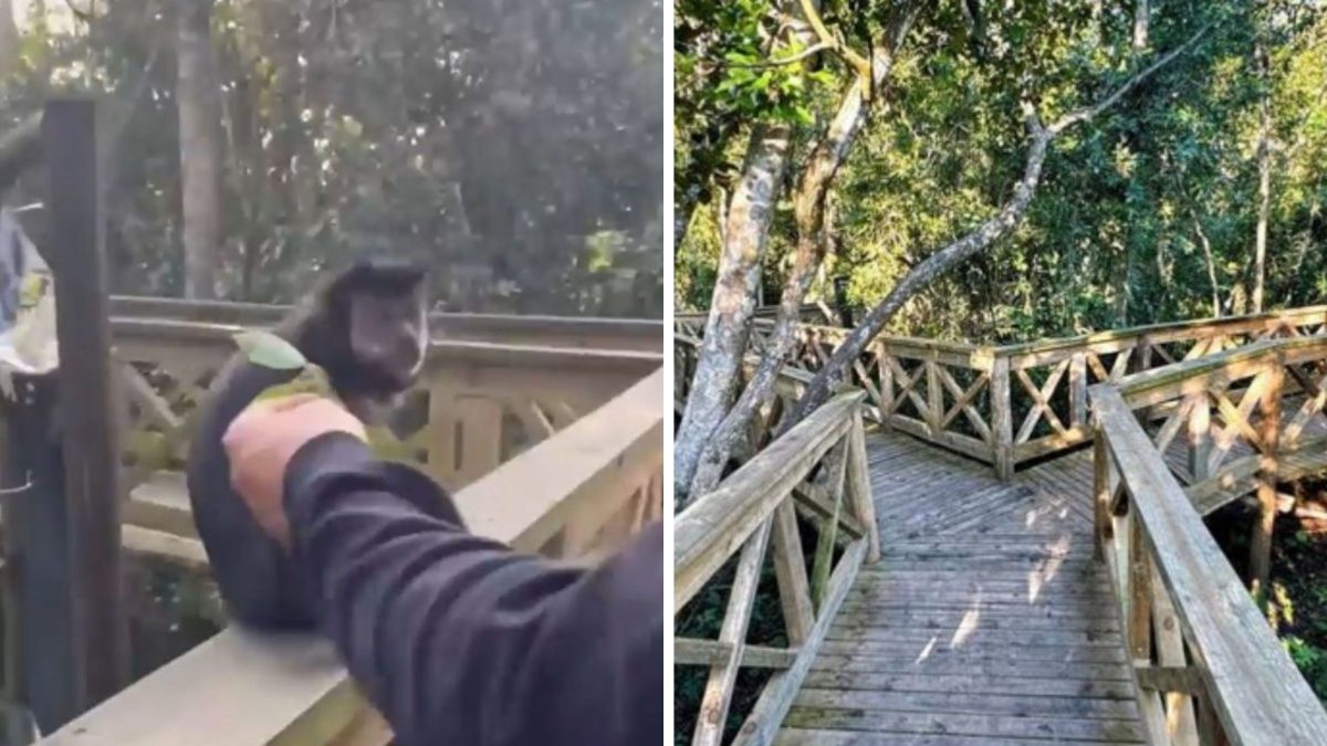 Macaco que levou tapa após ser atraído por homem tem caso investigado pela Polícia Ambiental em SC