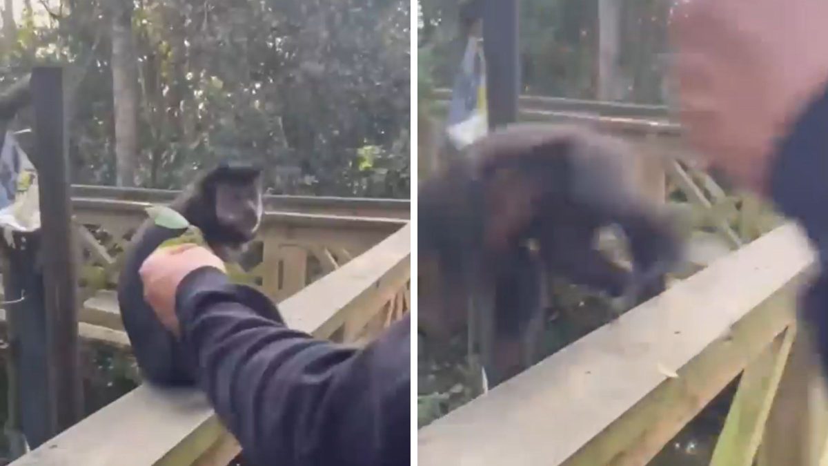 Identificado homem que atraiu e deu tapa em macaco em parque ecológico de SC; Mulher que gravou vídeo também será investigada