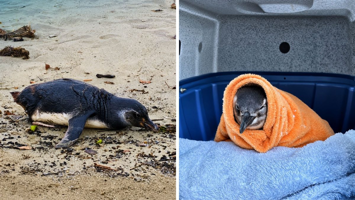 Temporada de migração soma quase 550 pinguins mortos e 50 resgatados no Litoral de Santa Catarina