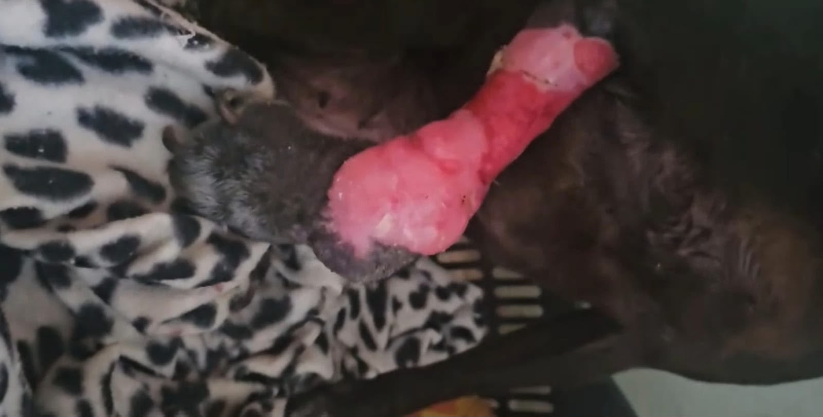 Guarda Municipal e Depa resgatam cão ferido no Bairro dos Municípios