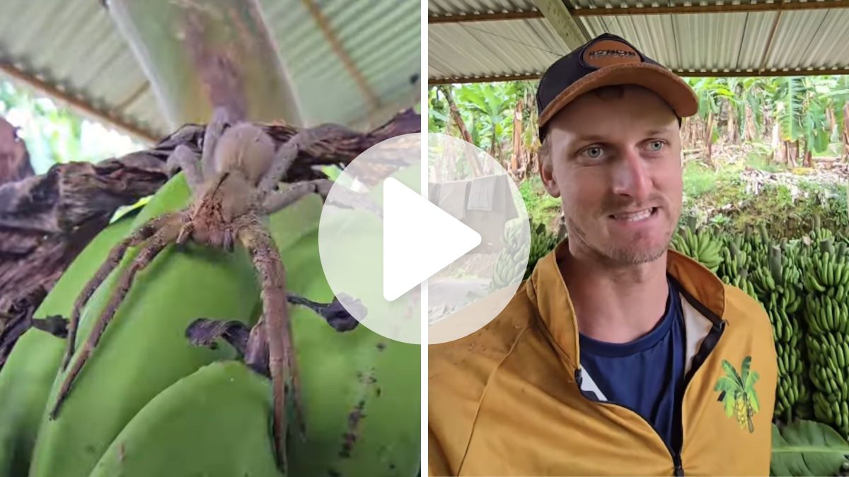 Aranha mais perigosa do Brasil ‘pega carona’ em cacho de bananas e assusta agricultor em SC: ‘Trouxe nas costas’
