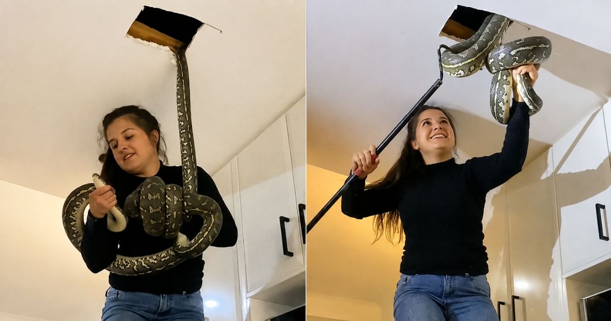 O barulho no teto parecia um problema comum na casa até descobrirem duas pítons escondidas; a surpresa acontece assim que uma especialista sobe no balcão para puxar as cobras gigantes