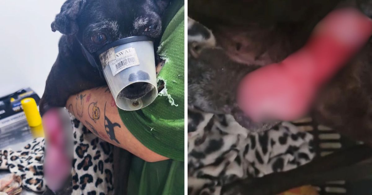 Cão sofre acidente, é vítima de negligência e acaba retirado de família em Balneário Camboriú
