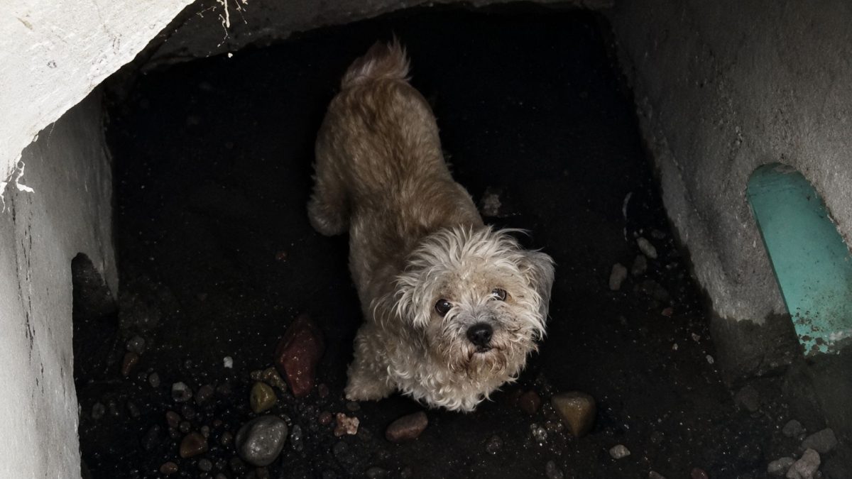 Cachorra desaparece de casa e passa quase 1 mês sem ser encontrada, até que a família descobre que ela estava presa dentro de um bueiro todo esse tempo a poucos quilômetros de casa