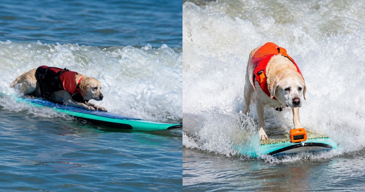 Espectadores temiam que eles se machucassem, mas um pinscher e uma labradora surpreenderam no campeonato mundial de dog surfing ao dominar as ondas da Califórnia