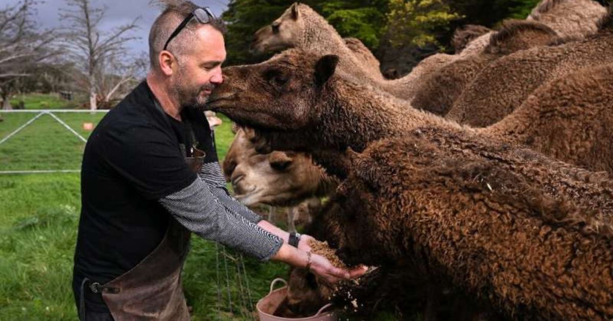 Ninguém previa que a invasão de camelos na Austrália terminaria em copos de cerveja e produção de leite; a surpresa é geral no momento em que dados contabilizam mais de 300 mil animais no país