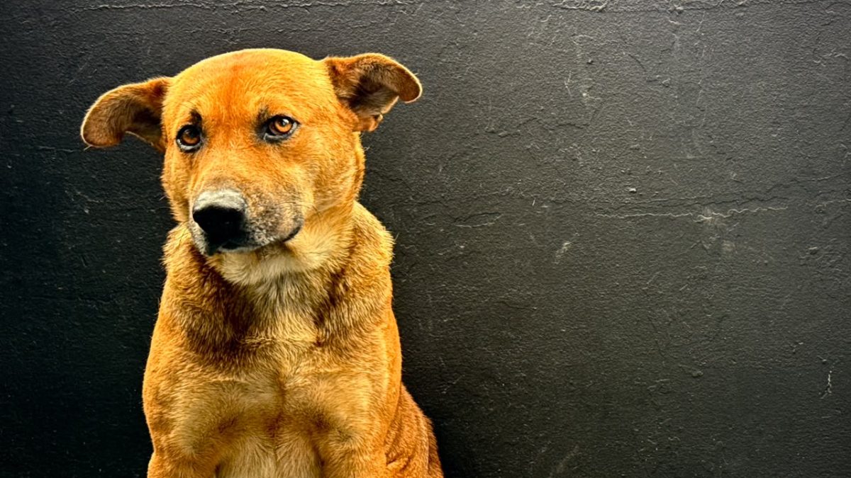 Animais de pessoas em situação de rua são atendidos em mutirão veterinário em Florianópolis