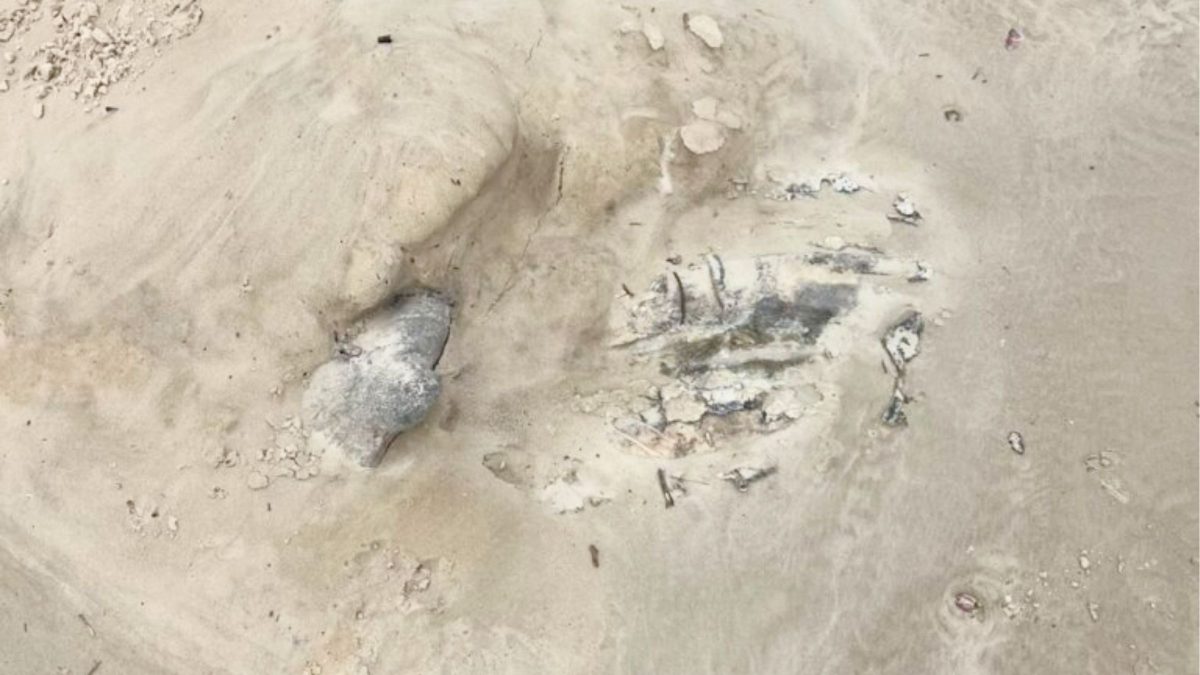 Ossada de baleia-jubarte fica exposta em praia de SC pela maré alta após animal ser enterrado na areia
