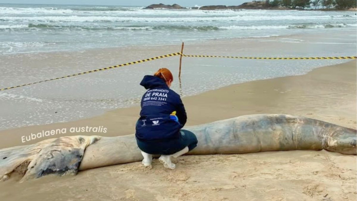 Filhote de baleia-franca em avançado estado de decomposição é encontrado encalhado em praia de SC