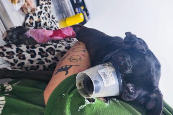 Cão com ferimentos expostos é retirado de tutor por suspeita de negligência em BC