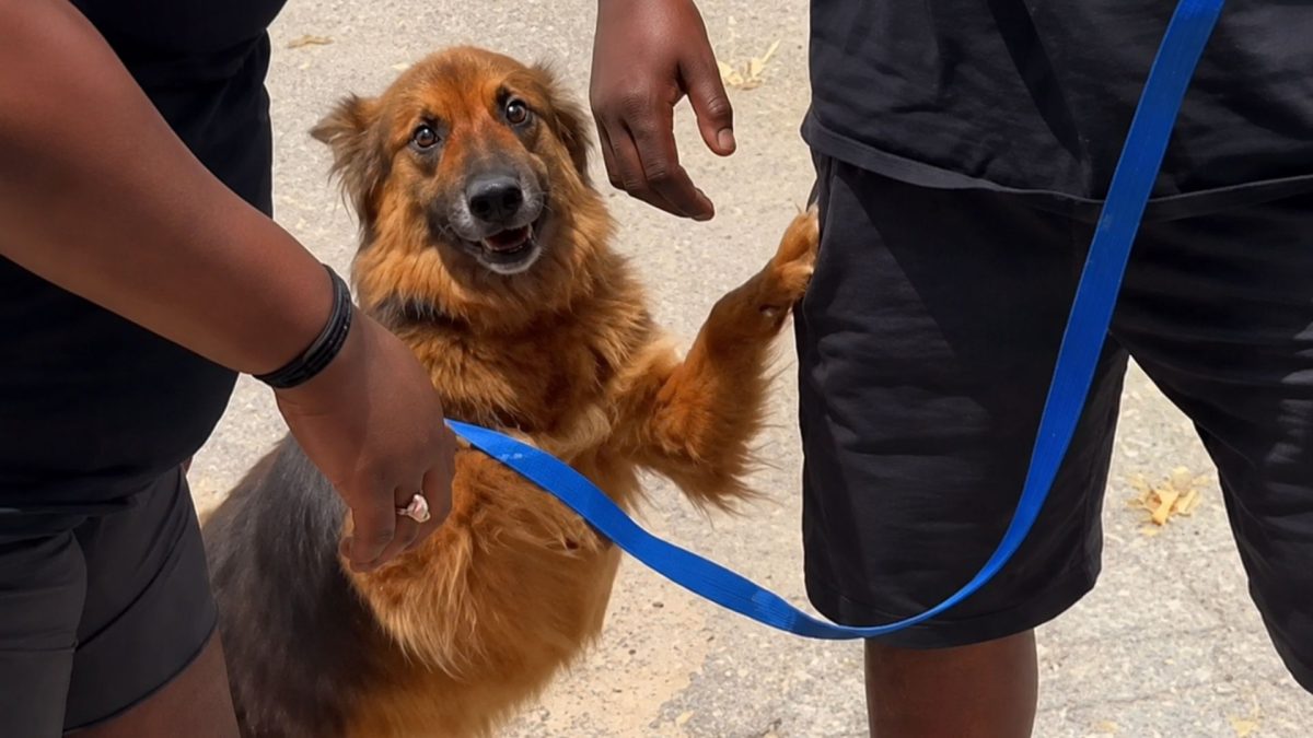 Cachorra desaparecida há quase 1 ano sobrevive sozinha e evita qualquer contato, até que é levada a um abrigo e uma descoberta muda seu destino, pois microchip revelou quem são seus donos