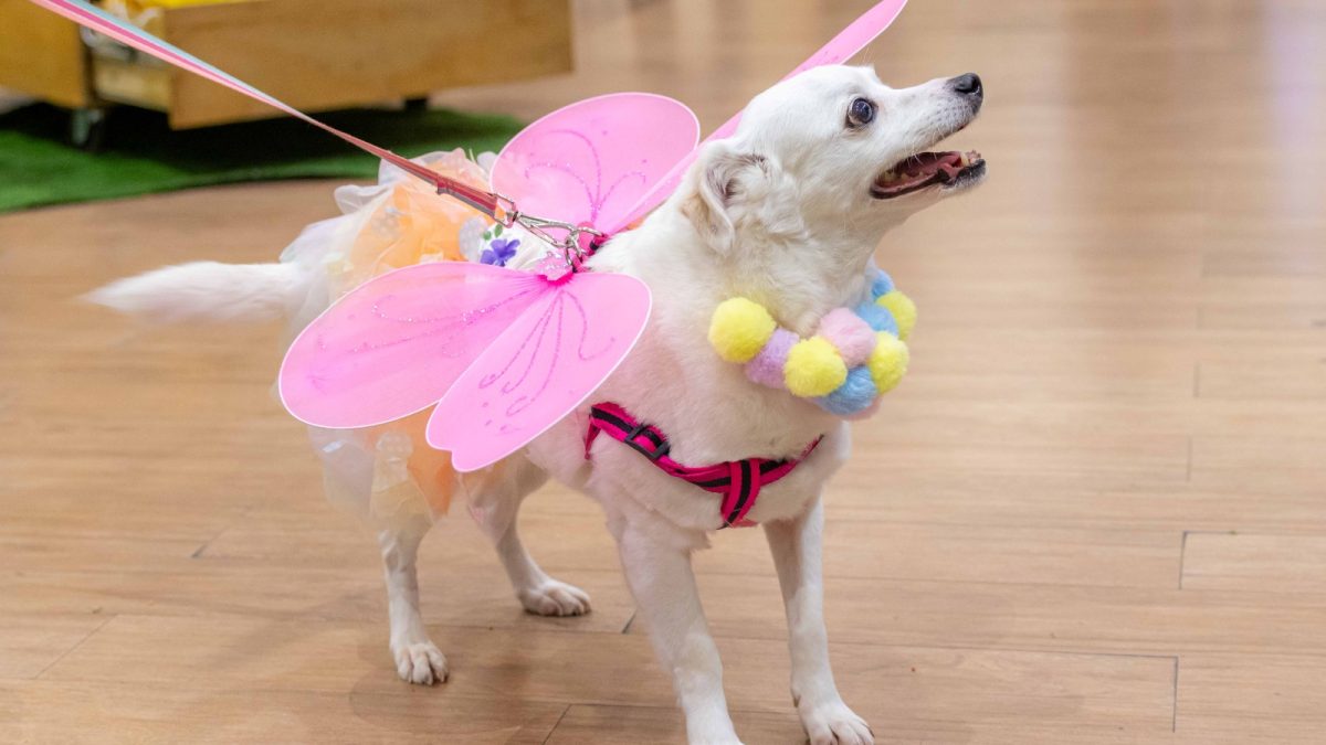 Vira-latas prometem tomar conta de shopping com desfile de fantasias e programação especial em SC