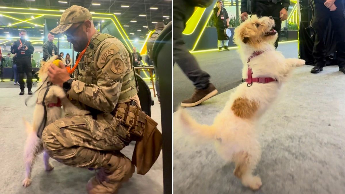 Armas, drogas e eletrônicos: cão farejador ‘Fiapo de Manga’ ganha destaque ao representar a Polícia Penal de SC em evento internacional