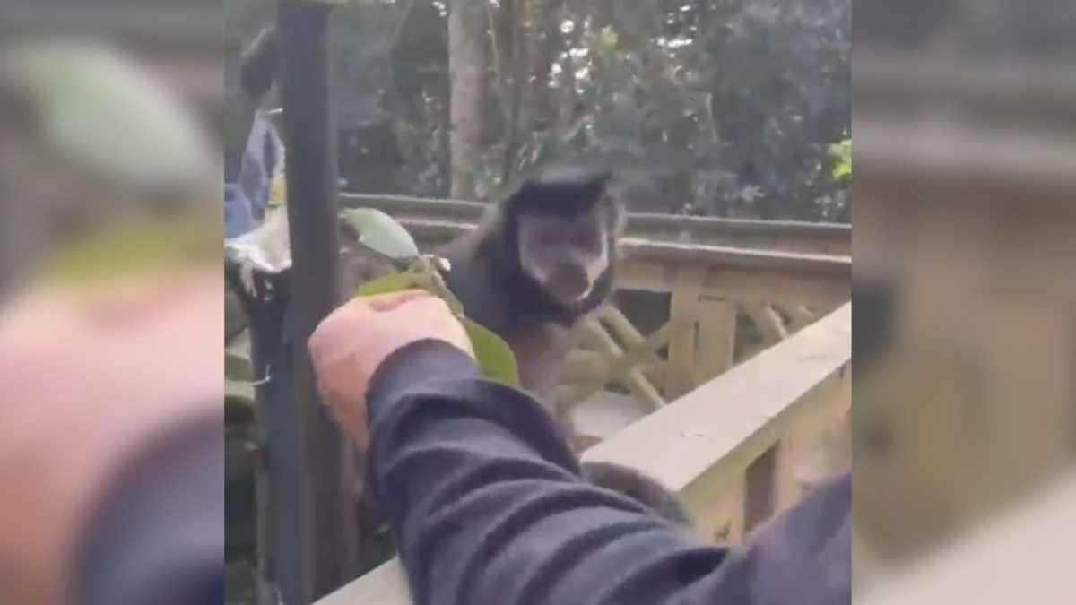 Denúncias anônimas levaram a identificação de homem que atraiu e deu tapa em macaco em parque ecológico de SC