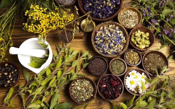 Univali vai sediar eventos nacionais sobre plantas medicinais