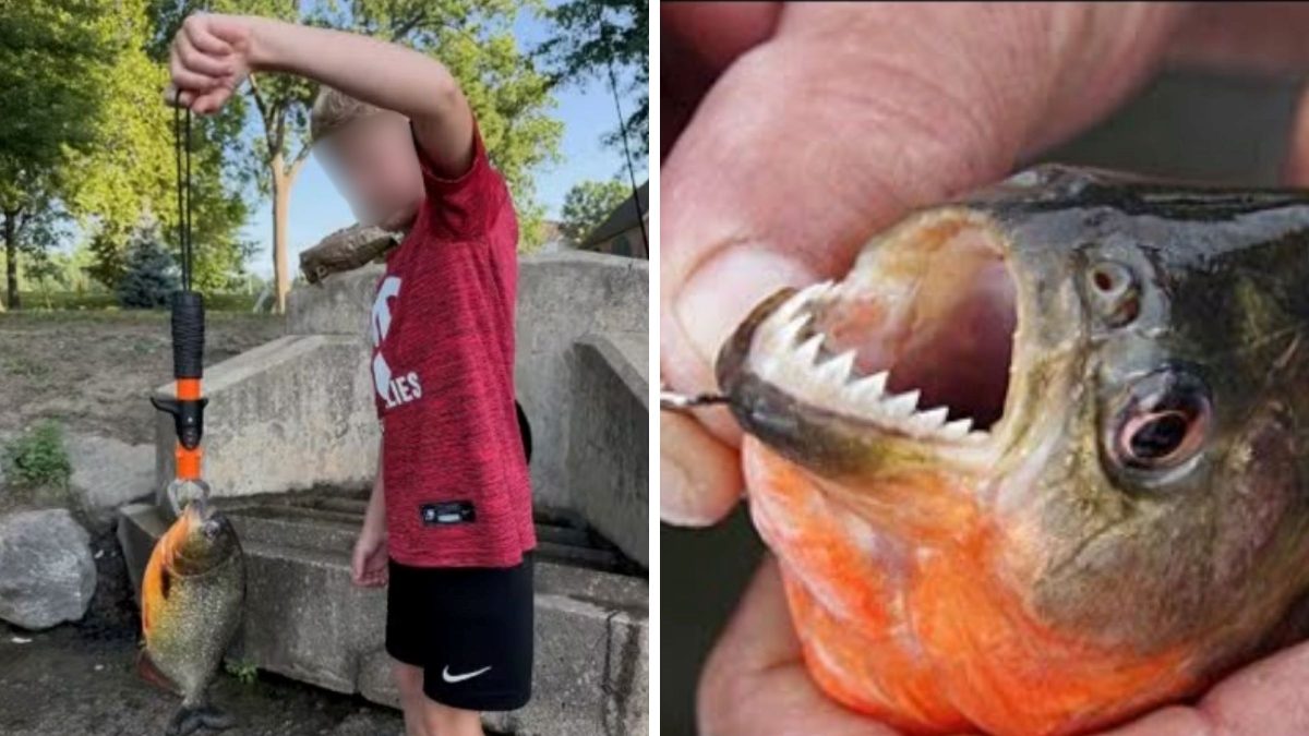 ‘Pensei que era peixe’: menino de 8 anos fisga piranha de dentes afiados por acidente durante pesca