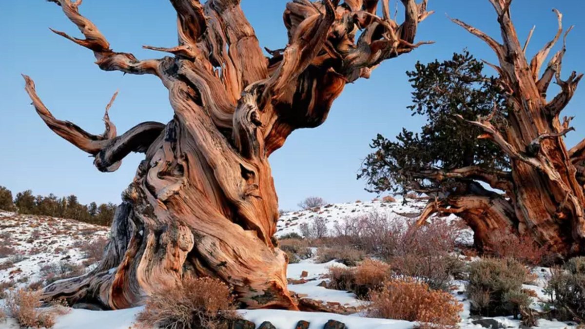 Árvore de 4.900 anos é derrubada antes de ser reconhecida como a mais antiga já datada na terra, mas sua idade só foi revelada após o corte