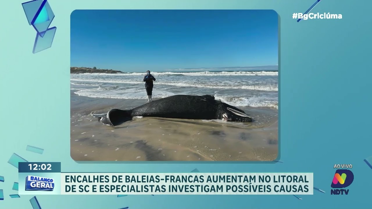 Encalhe de baleias-francas cresce em SC e vira alvo de estudos