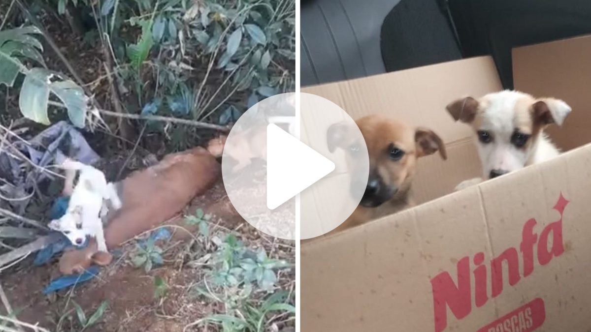Filhotes de cachorro são encontrados comendo corpo da própria mãe após abandono em área isolada em SC