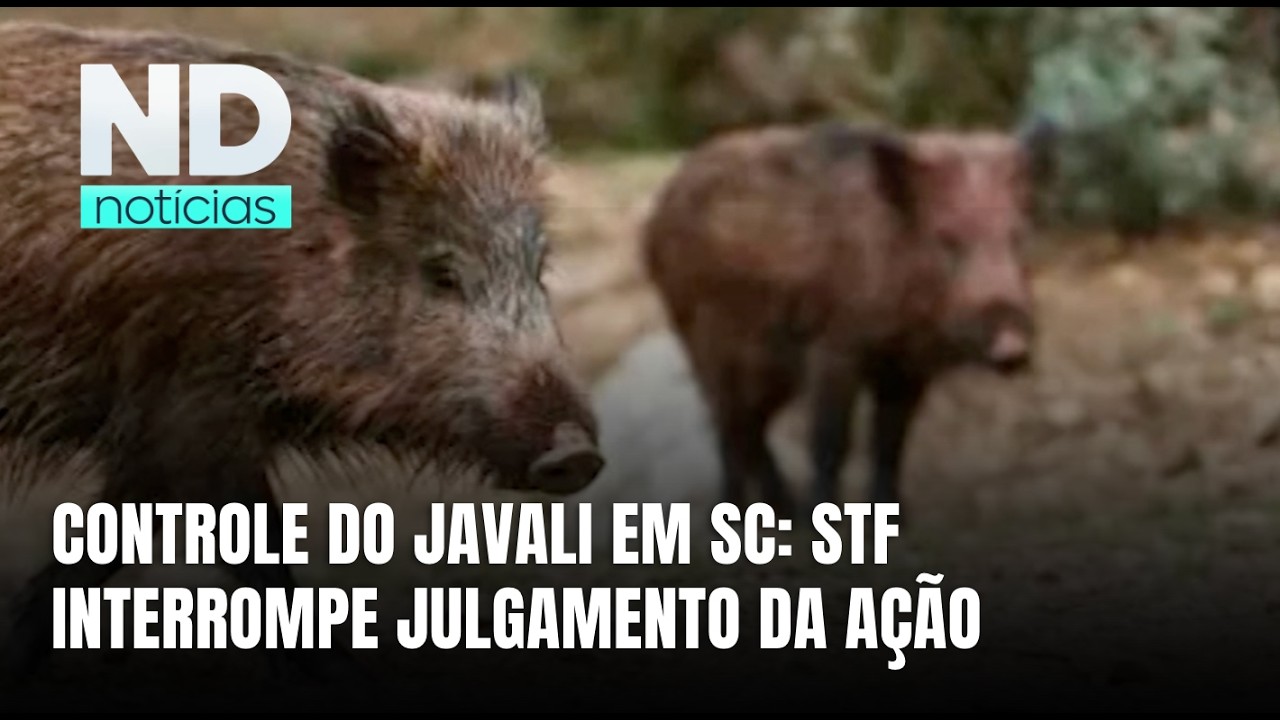 STF suspende julgamento sobre lei de controle do javali em Santa Catarina