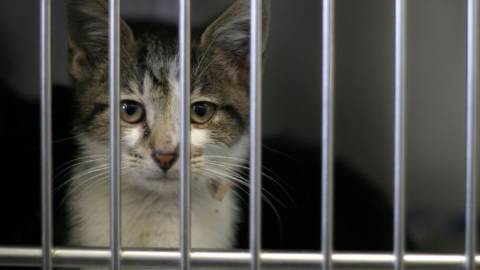 Navegantes e Penha estão entre as cidades com mais casos de maus-tratos a animais