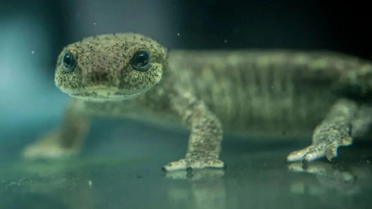 Espanha solta 32 tritões raros em montanhas após anos de reprodução em cativeiro e inicia uma nova tentativa de salvar uma espécie ameaçada que tem apenas cerca de 1.000 animais
