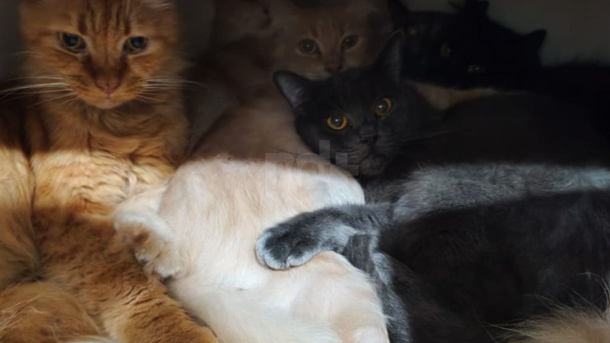 Mais de 200 gatos resgatados de apartamento superlotado aguardam adoção em SC