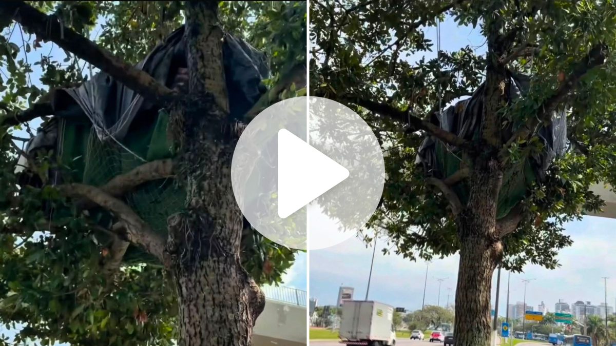 Com vista privilegiada do Centro, morador improvisa ‘casa na árvore’ em canteiro de rodovia em Florianópolis