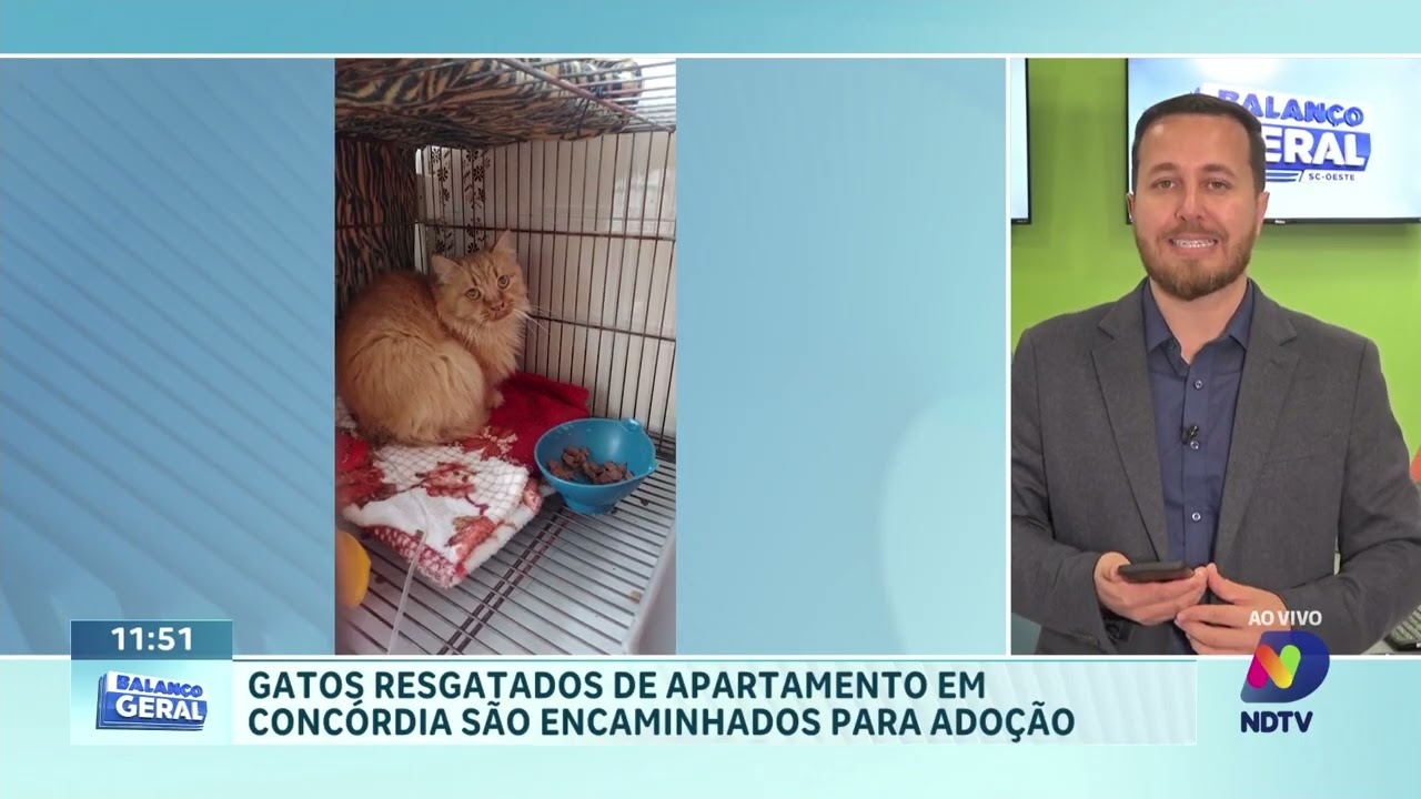 Chapecó inicia adoção de gatos resgatados de apartamento em Concórdia