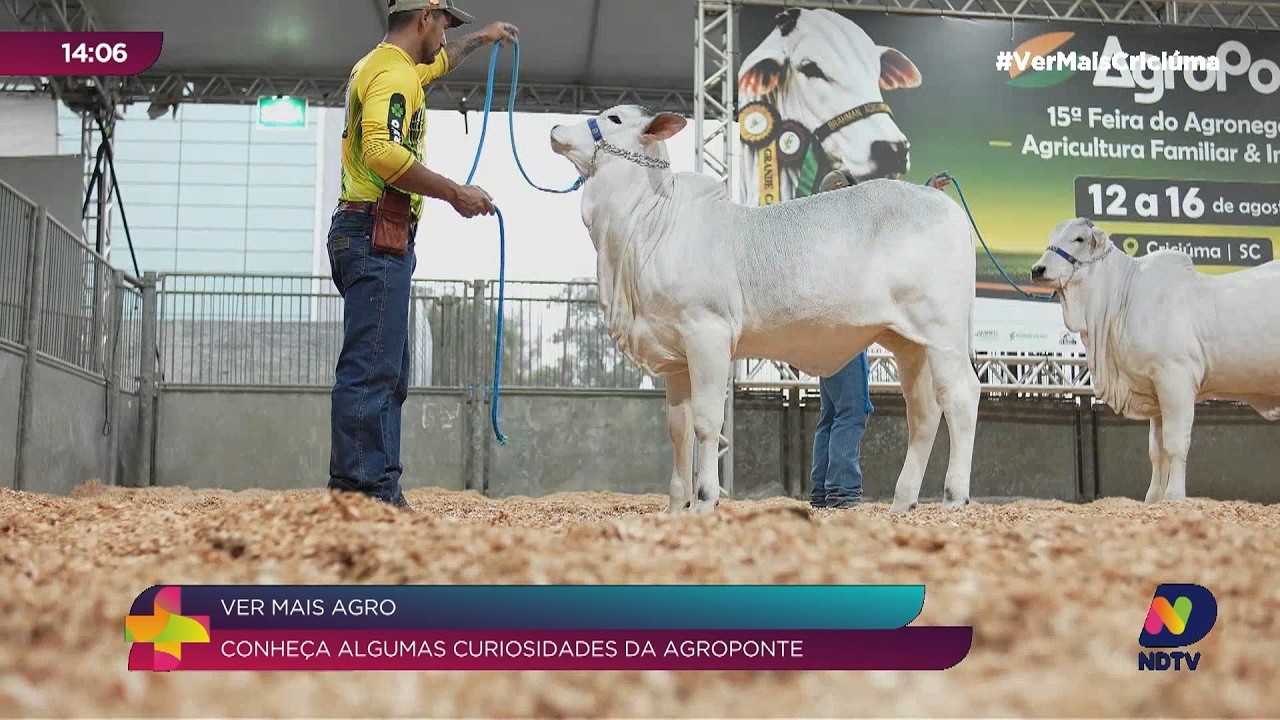 Julgamento de nelore é destaque durante a AgroPonte em Criciúma