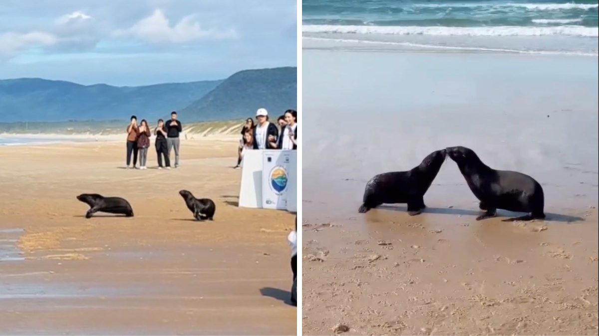 ‘Beijo’ de despedida: Lobos-marinhos encantam web ao se despedirem antes de voltar ao mar em Florianópolis
