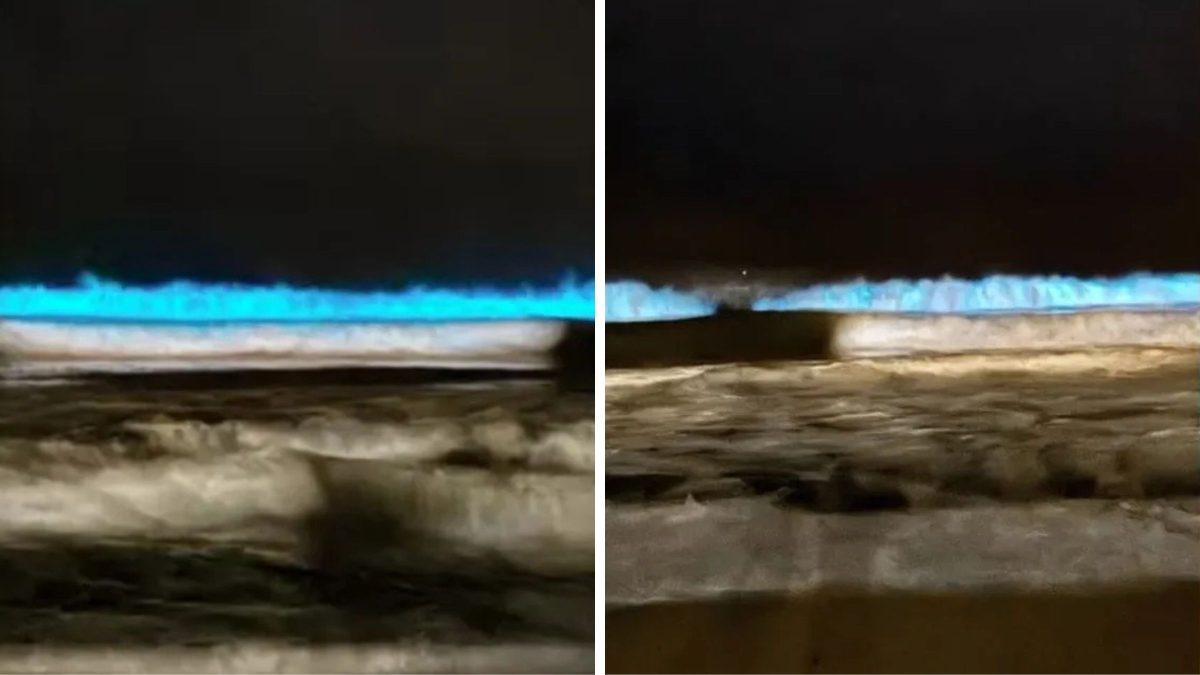 ‘Mar de luzes’: Fenômeno raro transforma ondas em espetáculo azul no litoral de SC