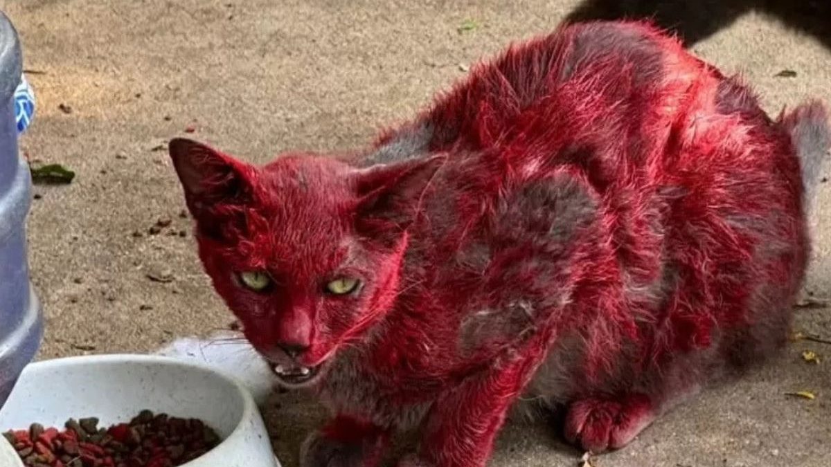 ‘Gata vermelha’ vira mistério nos EUA e abrigo alerta população: ‘Mantenham distância’