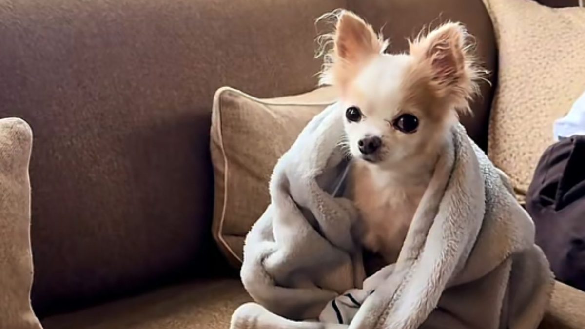 Chihuahua com câncer tinha 11 anos e enfrentava últimas semanas de quimioterapia quando sua dona tomou uma decisão inesperada: abandonar as férias de verão e levá-lo para ilha particular na Noruega