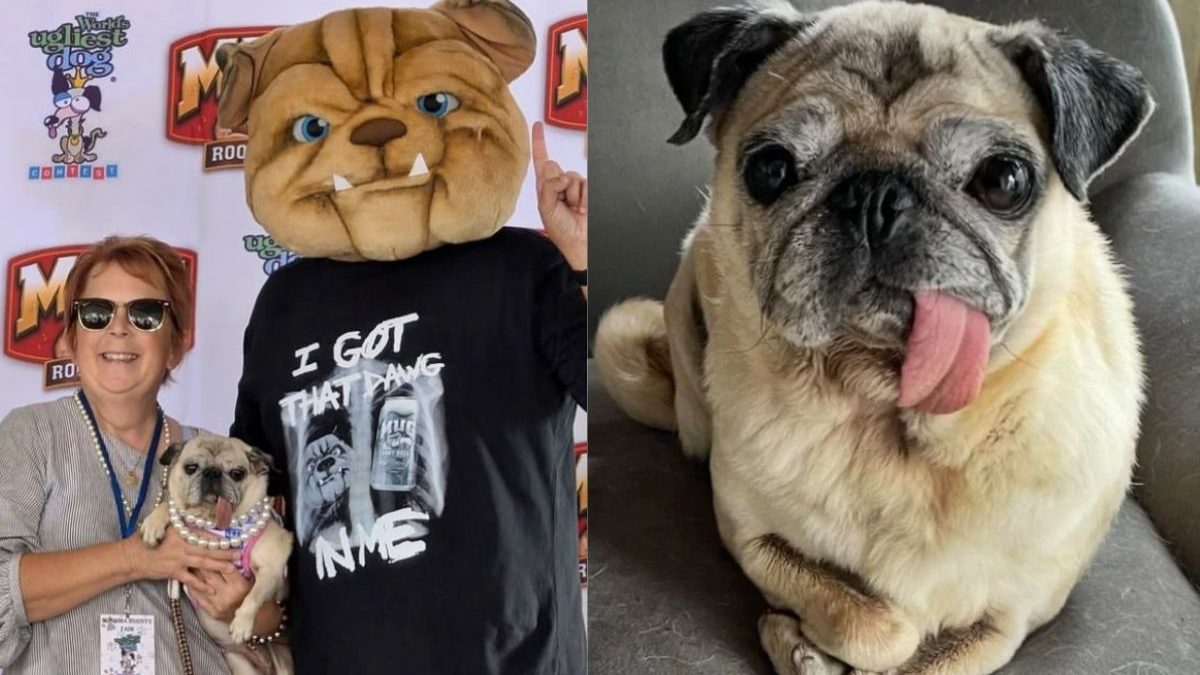 Pug vence concurso de Cão Mais Feio do Mundo e leva prêmio de R$ 25 mil